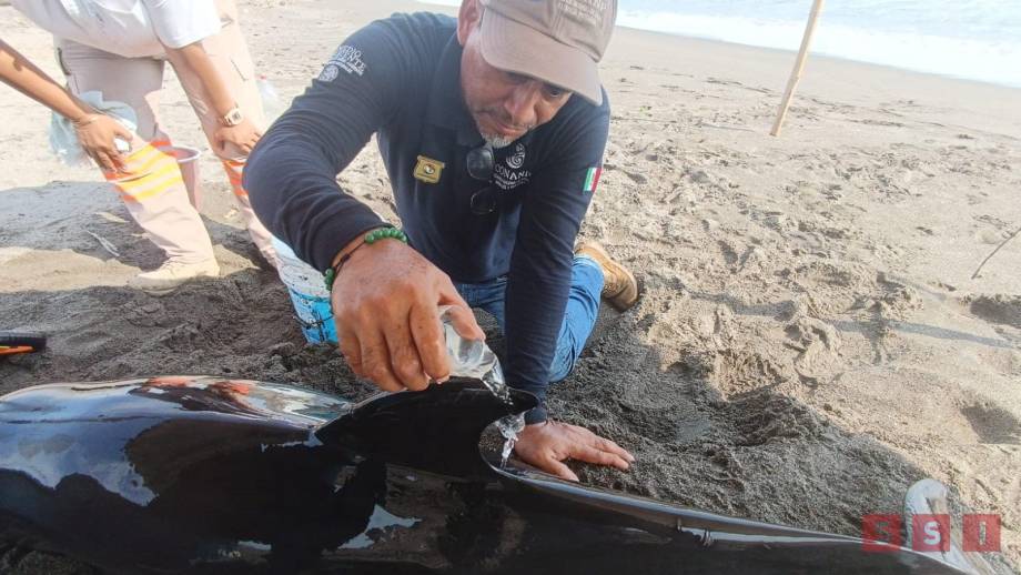 ENCUENTRAN delfín varado en la Reserva de la Biosfera La Encrucijada - Susana Solis Informa