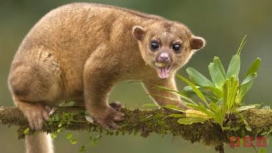 Lamentan conservacionistas sacrificio de martucha, mamífero en peligro de extinción - Susana Solis Informa