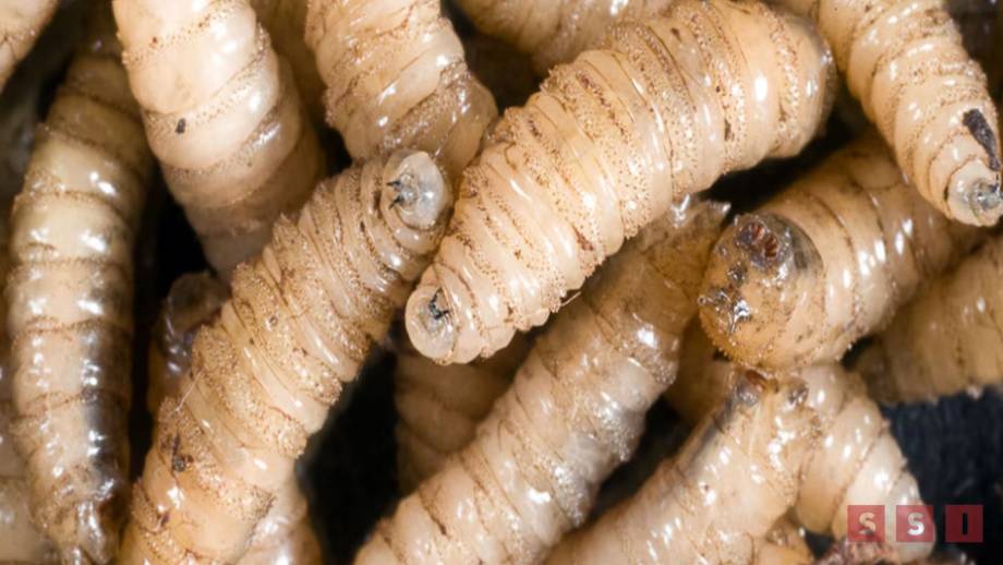 Más casos de gusano barrenador en Chiapas - Susana Solis Informa