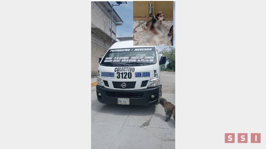 DENUNCIAN a chofer de la ruta 31 de Tuxtla por atropellar a varios perritos Susana Solis Informa