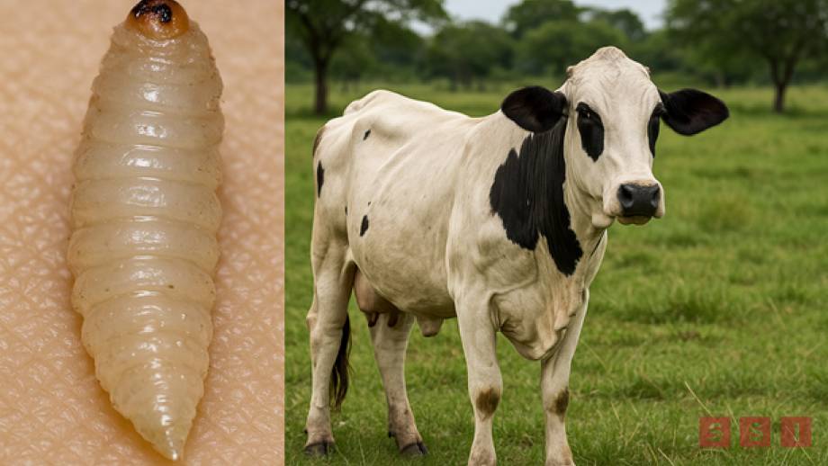 AUMENTA a 25 los casos de miasis por gusano barrenador en humanos en Chiapas - Susana Solis Informa