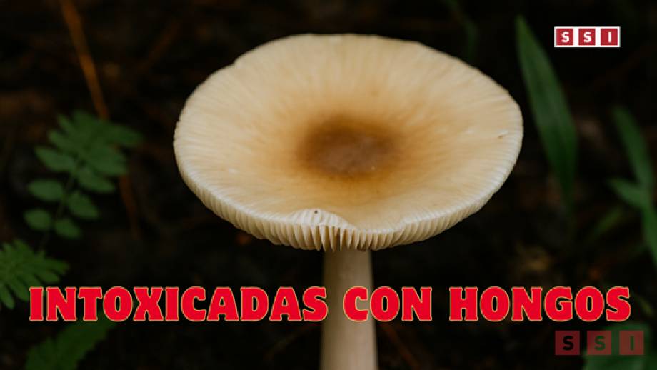INFANTES se intoxican con hongos venenosos en Chiapas - Susana Solis Informa