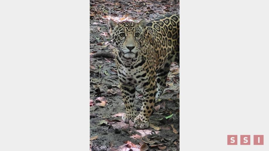 En cuarentena jaguar rescatado en Chiapas; estará en exhibición en el ZooMAT Susana Solis Informa