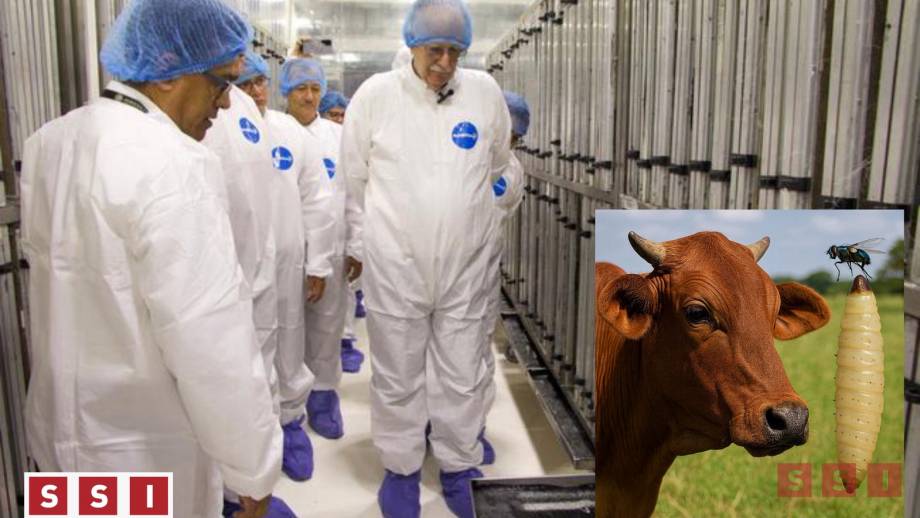 México y EU destinan 51 mdd para eliminar el gusano barrenador del ganado - Susana Solis Informa