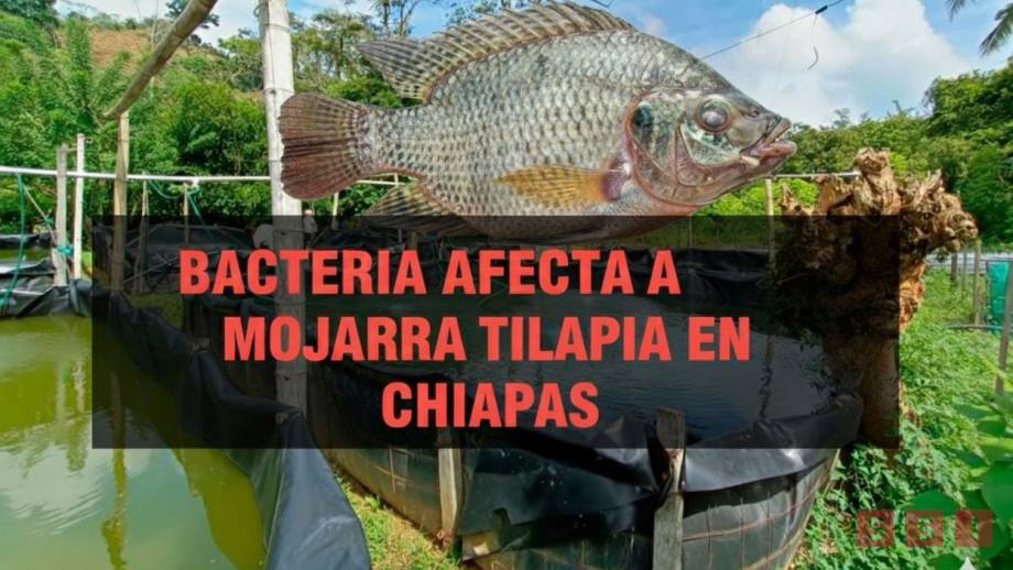 Investigan bacteria que afecta a la mojarra tilapia; advierten posible riesgo a la salud humana Susana Solis Informa