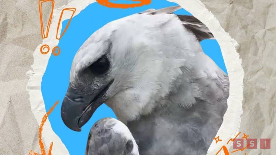 ¿Cuánto se gastó para traer un águila arpía a Chiapas? Susana Solis Informa