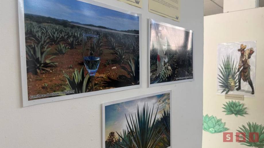 Jardín Botánico de Tuxtla exhibe diversidad y usos del maguey Susana Solis Informa