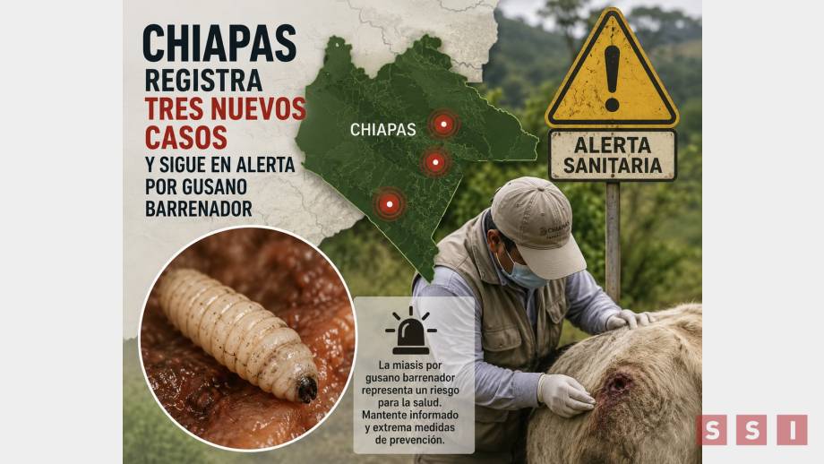 Chiapas permanece entre las entidades más afectadas por el gusano barrenador - Susana Solis Informa